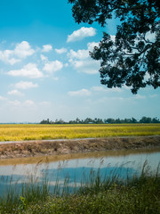 Scenery of yellowish green paddy field in Kedah, Malaysia