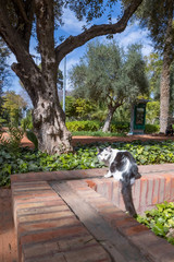 kot park Marrakesz drzewo