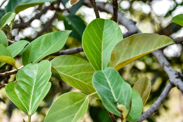 Indian Ficus tree (banyan tree) with leaf and branches ,blur green back ground and top view