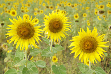 Fototapeta premium Sunflower is Big yellow flower in the field at Khao Jeen Lae Sunflower Feild Lopburi Thailand - Beautiful garden park and outdoor