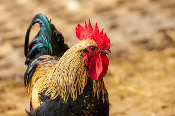 Halbportrait eines Gockels mit Blick nach rechts