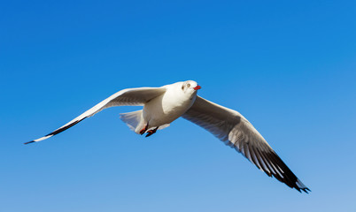 Seagulls flying in the blue sky The beauty of nature in summer