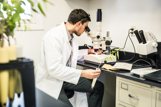 Biologist in lab, inspecting plant. Montana, USA