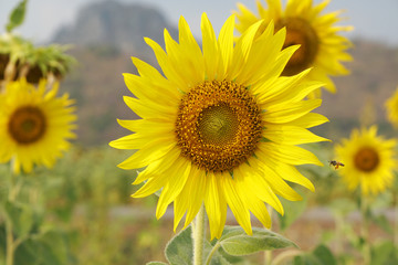 Close-up beautiful details Sunflower is Big yellow flower in the field at Khao Jeen Lae Sunflower Feild Lopburi Thailand - Yellow nature background concept