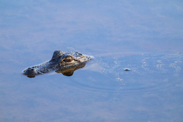 Baby Alligator in Water