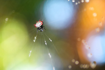 Female Spiny Orb Weaver Spider