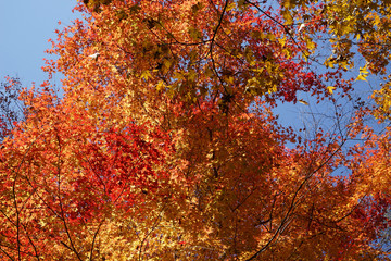 赤く色付いた楓の紅葉