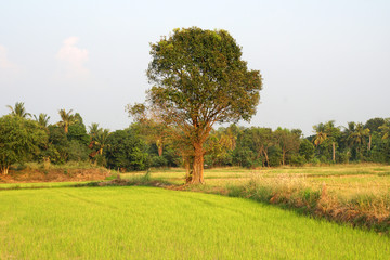 Nature Green grass o rice field texture background - nature backdrops in meadow