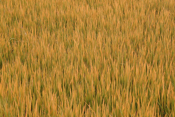 Closeup - Nature Green Brown grass field texture background - Backdrop and Agriculture