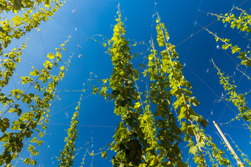 Hop field in Zatec region, Czech Republic