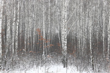 Fototapeta premium Black and white birch trees with birch bark in birch forest among other birches in winter in snow