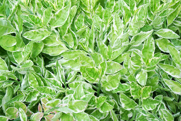Top view of closeup natural green leaf   texture background- Tropical leaf backdrop and beautiful detail