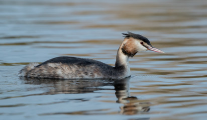 Great Crested Grebe Swimming