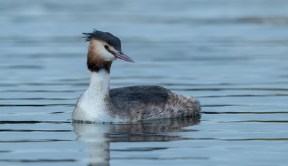 Fototapeta premium Great Crested Grebe Swimming