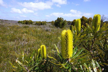 Candlestick Banksia shrub, Banksia attenuata, with yellow flowers, native to South West Western...