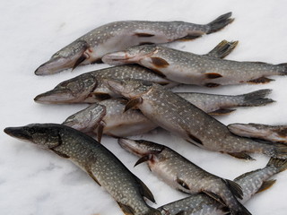 Winter fishing. River fish pike in the snow.