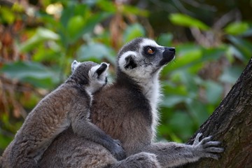 Naklejka na ściany i meble Lemur mother with child on the tree
