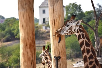 Giraffe licking the wooden column