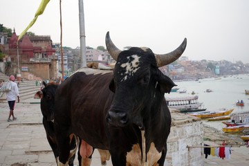 Varanasi, India - 06.06.2019: Horned cow on the holy ghats of Varanasi