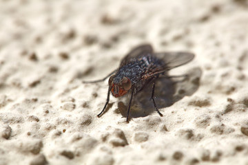 Eine Fliege sitzt im Sonnenschein auf einer Hauswand.