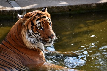 Naklejka na ściany i meble Tiger in water - hunter - predator