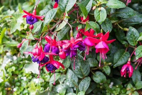 Delicate pink and purple fuchsia flowers in a garden pot on a sunny summer day, beautiful outdoor floral background photographed with soft focus