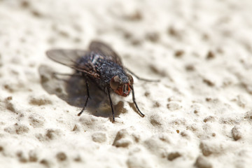 Obraz premium Eine Fliege sitzt im Sonnenschein auf einer Hauswand.