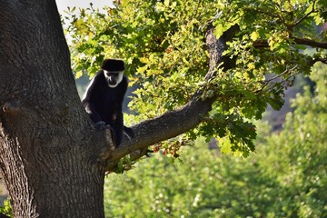 monkey staring from the tree