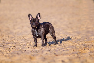 French bulldog on the beach.