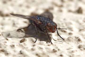 Eine Fliege sitzt im Sonnenschein auf einer Hauswand.