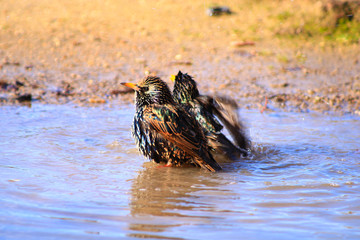 Group of starlings without a onet, sturnus vulgaris, a species of passerine of the sturnid family, who drink in a puddle.
