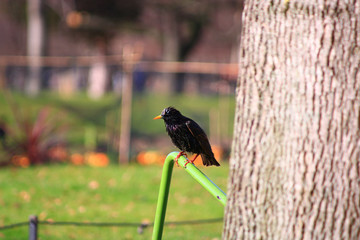 Starling sansonnet, sturnus vulgaris, a species of passerine of the sturnid family, perched in profile.