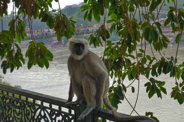 Hanuman langur, the black faced monkey sits on Ganga river- Rishikesh, India 2019