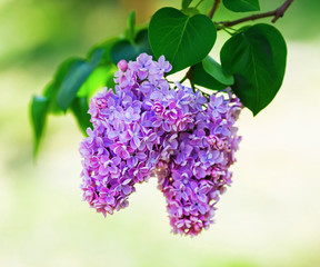 Blossoming lilac branch and green leaves. Shallow depth of field. Selective focus.