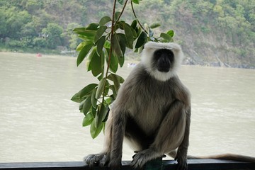 Obraz premium Hanuman langur, the black faced monkey sits on Ganga river- Rishikesh, India 2019