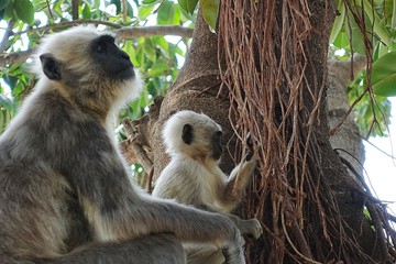 Hanuman langur, the black faced monkey with baby in tree - Rishikesh, India 2019