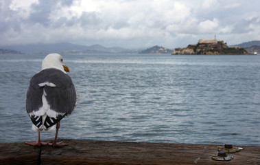 Seagull looking over the ocean at Alcatraz island, during a cloudy afternoon