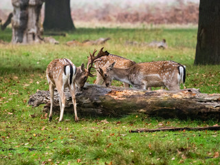 Fallow Deer in Woods ( dama dama )