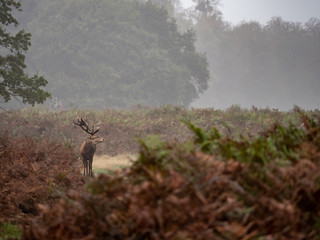 Red Deer Stag in Bracken