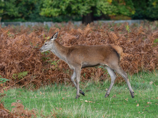 Red Deer Hind in Bracken