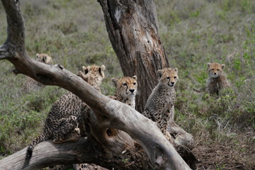 Gepard © Albert