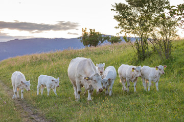 Fototapeta na wymiar White cows, region Spis, Slovakia