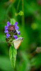 The Essex skipper a butterfly in family Hesperiidae. Also known as The European skipper or...