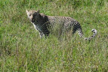 junger Leopard