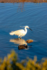Camargue, Provence, France
