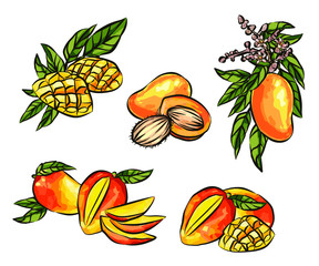 Mango fruits vector set. hand drawn organic food hand drawn sketch engraving illustration. Collection of mango fruits, leaves and slices of mango. Black white mango isolated on a white background.