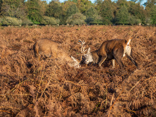 Red Deer Stags Fighting