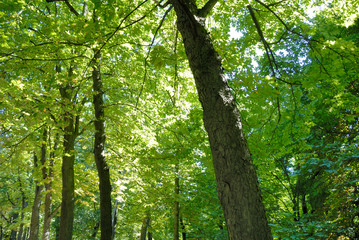 Verde foresta en verano