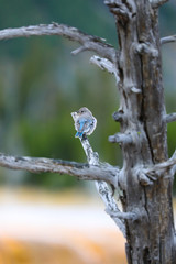 Mountain Bluebird on Branch