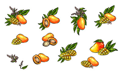 Mango fruits vector set. hand drawn organic food hand drawn sketch engraving illustration. Collection of mango fruits, leaves and slices of mango. Black white mango isolated on a white background.